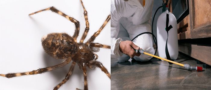 Spider Control Service